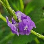 Stachytarpheta jamaicensis Flower