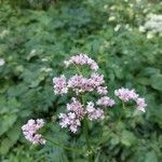 Valeriana dioicaBlüte