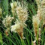 Cortaderia selloana Plante entière