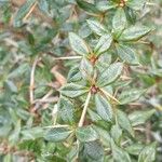 Berberis verruculosa Leaf