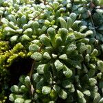 Saxifraga cochlearis Habit