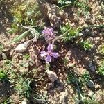 Erucaria hispanica Fruto