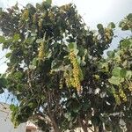 Coccoloba uvifera Fruit