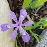 Iris cristata Fiore