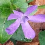 Vinca herbacea Flower