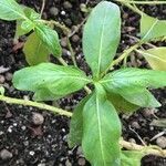 Catharanthus roseus Leaf