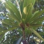 Breonadia salicina Leaf