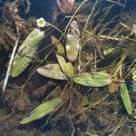 Potamogeton nodosus Leaf