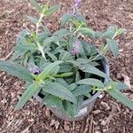 Salvia leucantha Leaf