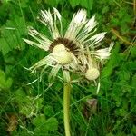 Taraxacum officinale Fruchs