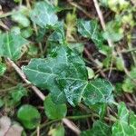 Hedera hibernica Hostoa