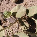 Abutilon abutiloides Staniste