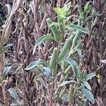 Oenothera stricta Blatt