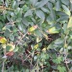 Ligustrum vulgareफल