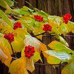 Cornus nuttalliiFruit