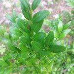 Buxus sempervirensFolha