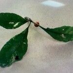 Ilex decidua Blatt