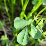 Medicago polymorpha 葉