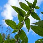 Lonicera acuminata Leaf