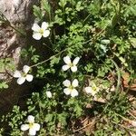 Cardamine graeca Feuille