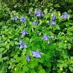 Aquilegia alpina Plante entière