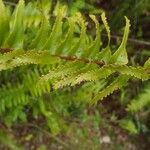 Nephrolepis abrupta Leaf