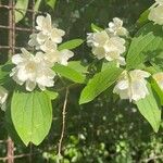 Philadelphus pubescensLorea