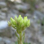 Sedum ochroleucum Fleur