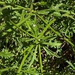 Verbena bipinnatifida Blad