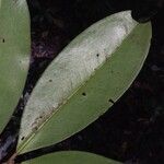 Mouriri huberi Leaf