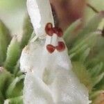 Hyptis brachiata Kvet