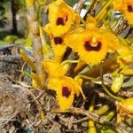 Dendrobium chrysotoxum Flower