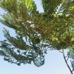 Jacaranda mimosifolia 叶