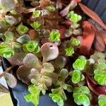 Sedum makinoi Folha