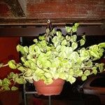 Peperomia serpensЛіст