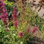 Agastache mexicana Агульны выгляд