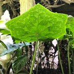 Podophyllum cv. 'Kaleidoscope' Leaf