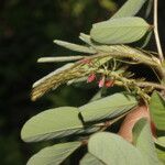 Indigofera hirsuta Fruto