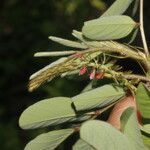 Indigofera hirsuta Φρούτο