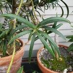 Amentotaxus formosana Leaf