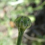 Mantisalca salmantica Flor