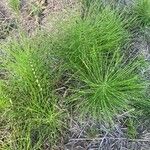 Equisetum telmateia Hoja