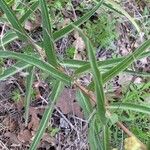 Asclepias asperula Foglia