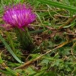 Cirsium acaule Virág