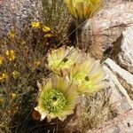 Echinocereus dasyacanthus Цветок
