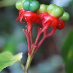 Clerodendrum buchananii Fruto