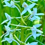 Platanthera bifolia Blomst