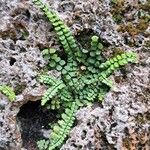 Asplenium trichomanesЛіст