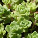 Crassula setulosa Habit