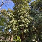 Tabebuia roseoalba Yeri